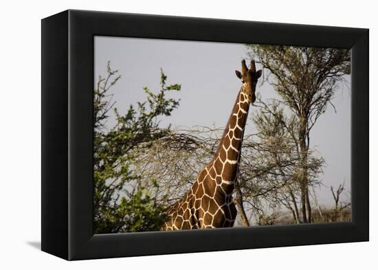 Kenya, Laikipia, Il Ngwesi, Reticulated Giraffes in the Bush-Anthony Asael-Framed Premier Image Canvas