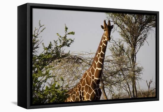 Kenya, Laikipia, Il Ngwesi, Reticulated Giraffes in the Bush-Anthony Asael-Framed Premier Image Canvas