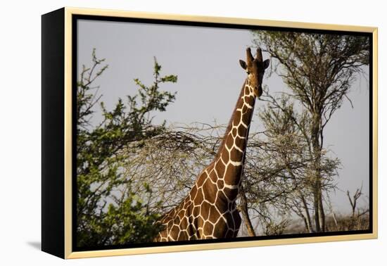 Kenya, Laikipia, Il Ngwesi, Reticulated Giraffes in the Bush-Anthony Asael-Framed Premier Image Canvas