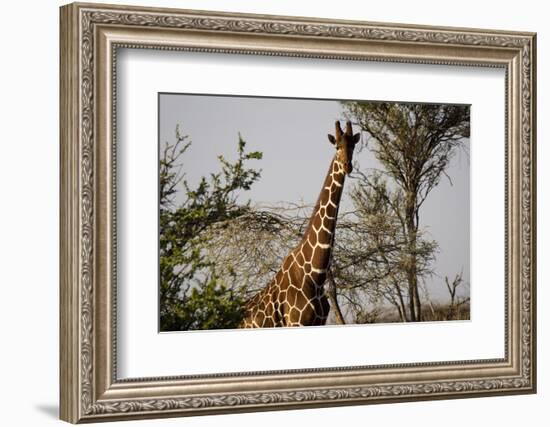 Kenya, Laikipia, Il Ngwesi, Reticulated Giraffes in the Bush-Anthony Asael-Framed Photographic Print