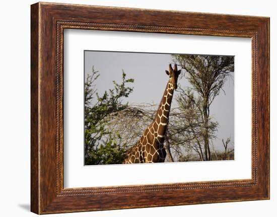 Kenya, Laikipia, Il Ngwesi, Reticulated Giraffes in the Bush-Anthony Asael-Framed Photographic Print