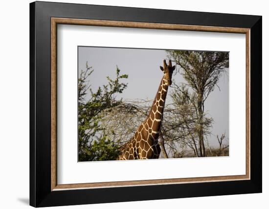 Kenya, Laikipia, Il Ngwesi, Reticulated Giraffes in the Bush-Anthony Asael-Framed Photographic Print