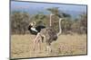 Kenya, Laikipia, Laikipia County. a Pair of Common Ostriches. the Cock Is in Mating Plumage.-Nigel Pavitt-Mounted Photographic Print