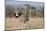 Kenya, Laikipia, Laikipia County. a Pair of Common Ostriches. the Cock Is in Mating Plumage.-Nigel Pavitt-Mounted Photographic Print