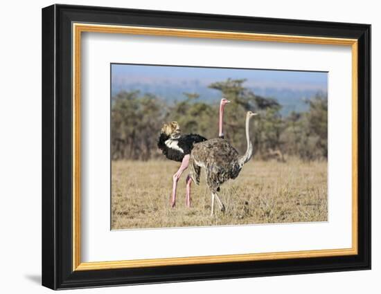 Kenya, Laikipia, Laikipia County. a Pair of Common Ostriches. the Cock Is in Mating Plumage.-Nigel Pavitt-Framed Photographic Print