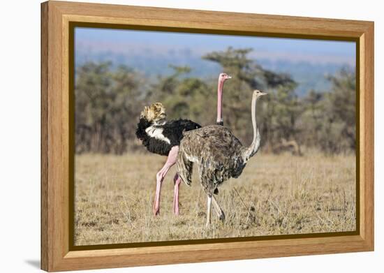 Kenya, Laikipia, Laikipia County. a Pair of Common Ostriches. the Cock Is in Mating Plumage.-Nigel Pavitt-Framed Premier Image Canvas