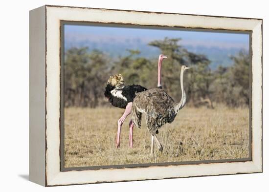 Kenya, Laikipia, Laikipia County. a Pair of Common Ostriches. the Cock Is in Mating Plumage.-Nigel Pavitt-Framed Premier Image Canvas
