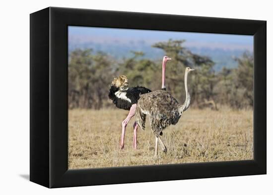 Kenya, Laikipia, Laikipia County. a Pair of Common Ostriches. the Cock Is in Mating Plumage.-Nigel Pavitt-Framed Premier Image Canvas