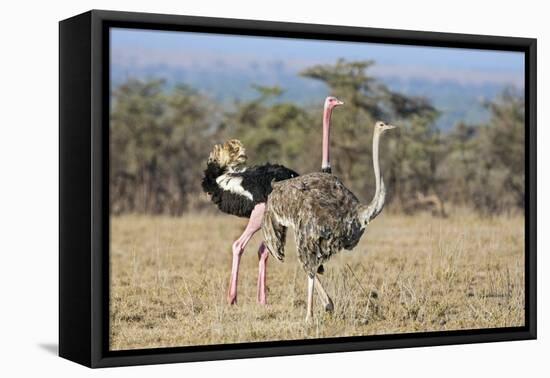 Kenya, Laikipia, Laikipia County. a Pair of Common Ostriches. the Cock Is in Mating Plumage.-Nigel Pavitt-Framed Premier Image Canvas