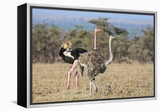 Kenya, Laikipia, Laikipia County. a Pair of Common Ostriches. the Cock Is in Mating Plumage.-Nigel Pavitt-Framed Premier Image Canvas