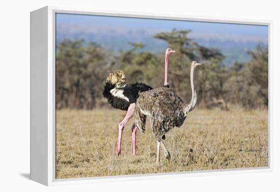 Kenya, Laikipia, Laikipia County. a Pair of Common Ostriches. the Cock Is in Mating Plumage.-Nigel Pavitt-Framed Premier Image Canvas