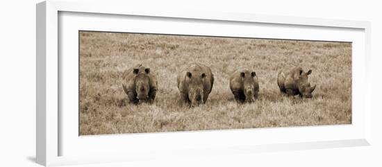 Kenya, Laikipia, Lewa Downs; a Group of White Rhinoceros Feed Together-John Warburton-lee-Framed Photographic Print