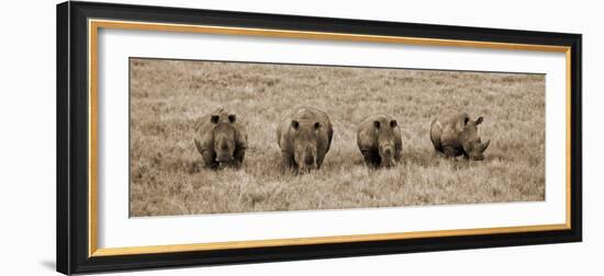 Kenya, Laikipia, Lewa Downs; a Group of White Rhinoceros Feed Together-John Warburton-lee-Framed Photographic Print