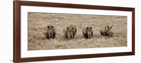 Kenya, Laikipia, Lewa Downs; a Group of White Rhinoceros Feed Together-John Warburton-lee-Framed Photographic Print