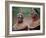 Kenya, Laikipia, Ol Malo-John Warburton-lee-Framed Photographic Print