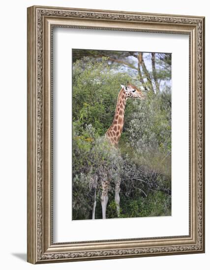 Kenya, Lake Nakuru National Park, Giraffe Eating from the Tree-Anthony Asael-Framed Photographic Print