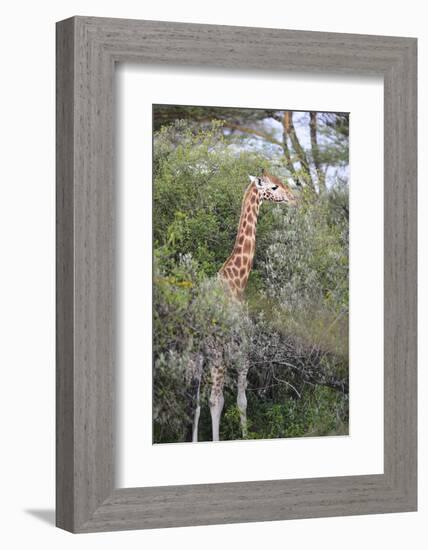 Kenya, Lake Nakuru National Park, Giraffe Eating from the Tree-Anthony Asael-Framed Photographic Print