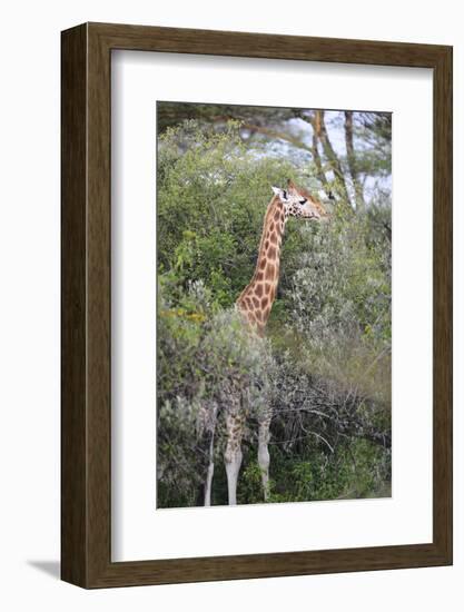 Kenya, Lake Nakuru National Park, Giraffe Eating from the Tree-Anthony Asael-Framed Photographic Print