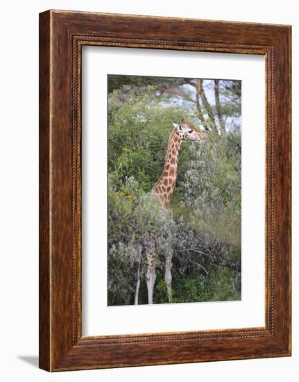 Kenya, Lake Nakuru National Park, Giraffe Eating from the Tree-Anthony Asael-Framed Photographic Print