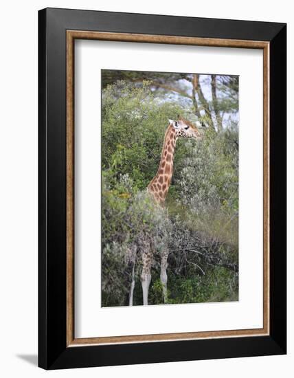 Kenya, Lake Nakuru National Park, Giraffe Eating from the Tree-Anthony Asael-Framed Photographic Print