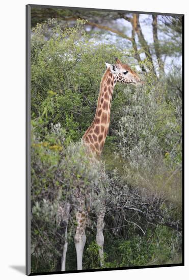 Kenya, Lake Nakuru National Park, Giraffe Eating from the Tree-Anthony Asael-Mounted Photographic Print