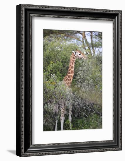 Kenya, Lake Nakuru National Park, Giraffe Eating from the Tree-Anthony Asael-Framed Photographic Print
