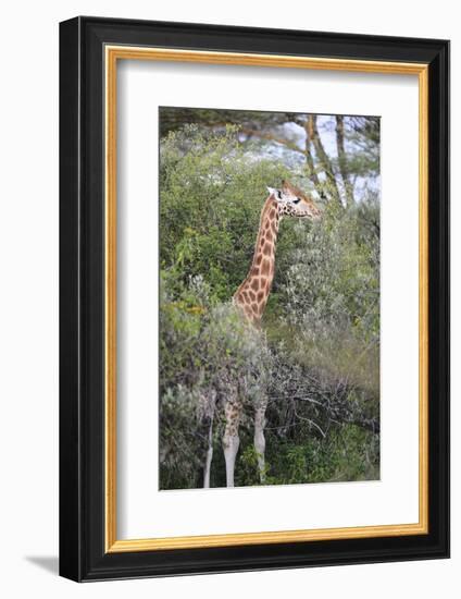 Kenya, Lake Nakuru National Park, Giraffe Eating from the Tree-Anthony Asael-Framed Photographic Print