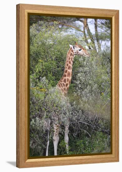 Kenya, Lake Nakuru National Park, Giraffe Eating from the Tree-Anthony Asael-Framed Premier Image Canvas