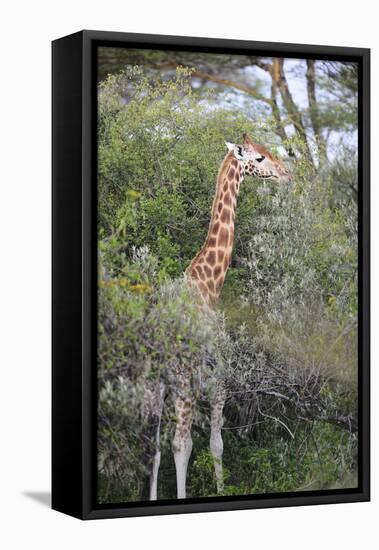 Kenya, Lake Nakuru National Park, Giraffe Eating from the Tree-Anthony Asael-Framed Premier Image Canvas