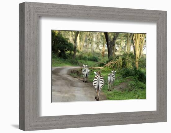 Kenya, Lake Nakuru National Park, Rear View on 3 Zebras at Sunset-Anthony Asael-Framed Photographic Print