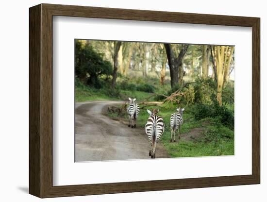 Kenya, Lake Nakuru National Park, Rear View on 3 Zebras at Sunset-Anthony Asael-Framed Photographic Print