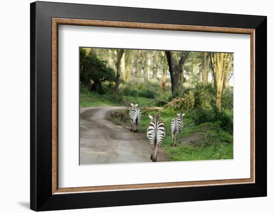 Kenya, Lake Nakuru National Park, Rear View on 3 Zebras at Sunset-Anthony Asael-Framed Photographic Print