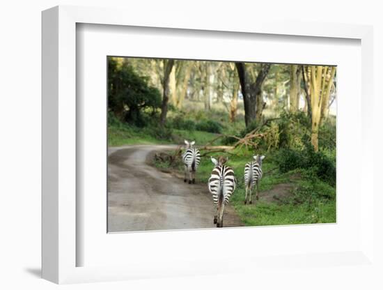 Kenya, Lake Nakuru National Park, Rear View on 3 Zebras at Sunset-Anthony Asael-Framed Photographic Print