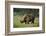 Kenya, Lake Nakuru NP, White Rhinoceros or Square-Lipped Rhinoceros-Anthony Asael-Framed Photographic Print