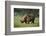 Kenya, Lake Nakuru NP, White Rhinoceros or Square-Lipped Rhinoceros-Anthony Asael-Framed Photographic Print