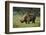 Kenya, Lake Nakuru NP, White Rhinoceros or Square-Lipped Rhinoceros-Anthony Asael-Framed Photographic Print