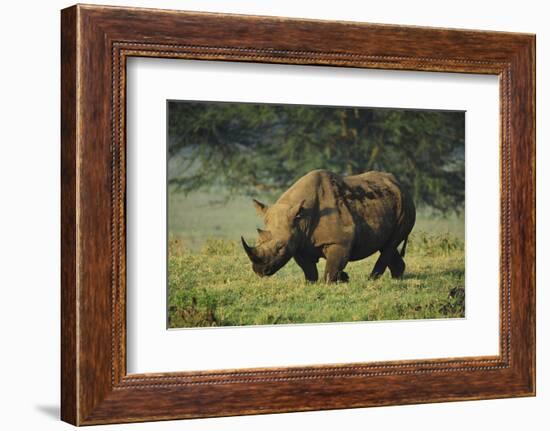 Kenya, Lake Nakuru NP, White Rhinoceros or Square-Lipped Rhinoceros-Anthony Asael-Framed Photographic Print