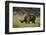 Kenya, Lake Nakuru NP, White Rhinoceros or Square-Lipped Rhinoceros-Anthony Asael-Framed Photographic Print