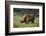 Kenya, Lake Nakuru NP, White Rhinoceros or Square-Lipped Rhinoceros-Anthony Asael-Framed Photographic Print