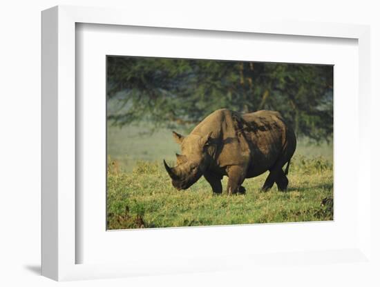 Kenya, Lake Nakuru NP, White Rhinoceros or Square-Lipped Rhinoceros-Anthony Asael-Framed Photographic Print