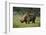 Kenya, Lake Nakuru NP, White Rhinoceros or Square-Lipped Rhinoceros-Anthony Asael-Framed Photographic Print
