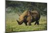 Kenya, Lake Nakuru NP, White Rhinoceros or Square-Lipped Rhinoceros-Anthony Asael-Mounted Photographic Print