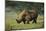 Kenya, Lake Nakuru NP, White Rhinoceros or Square-Lipped Rhinoceros-Anthony Asael-Mounted Photographic Print