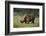 Kenya, Lake Nakuru NP, White Rhinoceros or Square-Lipped Rhinoceros-Anthony Asael-Framed Photographic Print