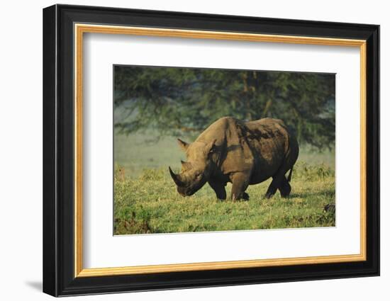 Kenya, Lake Nakuru NP, White Rhinoceros or Square-Lipped Rhinoceros-Anthony Asael-Framed Photographic Print