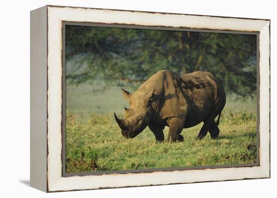 Kenya, Lake Nakuru NP, White Rhinoceros or Square-Lipped Rhinoceros-Anthony Asael-Framed Premier Image Canvas