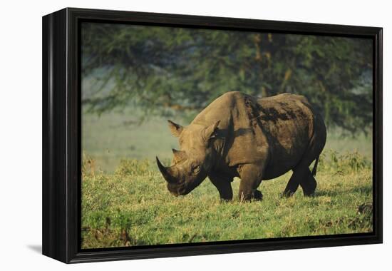 Kenya, Lake Nakuru NP, White Rhinoceros or Square-Lipped Rhinoceros-Anthony Asael-Framed Premier Image Canvas