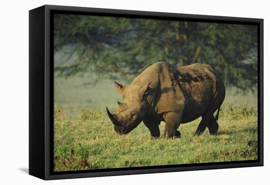 Kenya, Lake Nakuru NP, White Rhinoceros or Square-Lipped Rhinoceros-Anthony Asael-Framed Premier Image Canvas