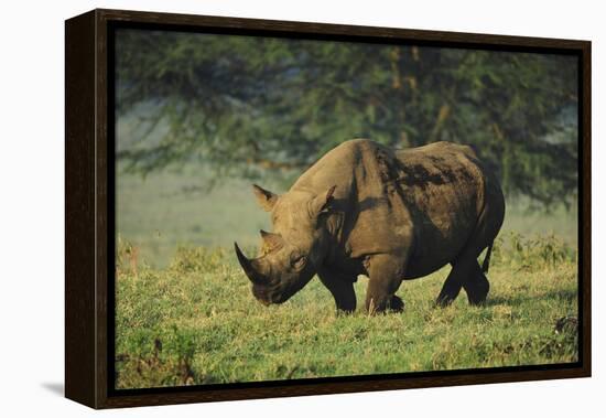 Kenya, Lake Nakuru NP, White Rhinoceros or Square-Lipped Rhinoceros-Anthony Asael-Framed Premier Image Canvas