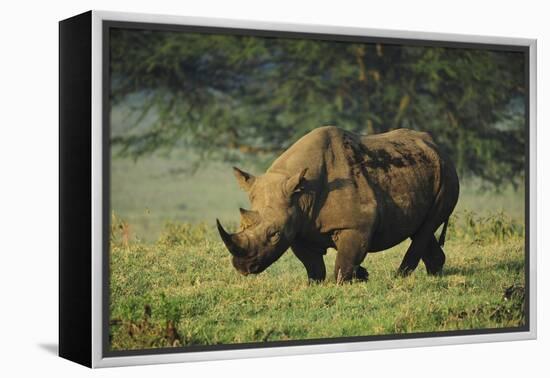 Kenya, Lake Nakuru NP, White Rhinoceros or Square-Lipped Rhinoceros-Anthony Asael-Framed Premier Image Canvas